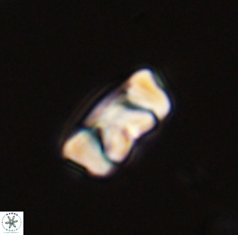 Zygodiscus segmentatus 45666