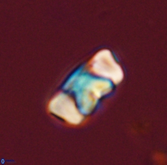 Zygodiscus segmentatus 45667