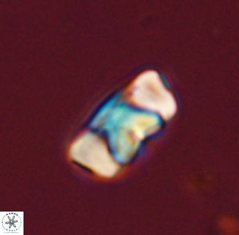 Zygodiscus segmentatus 45667