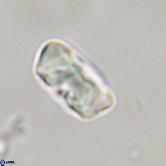 Zygodiscus segmentatus 45674
