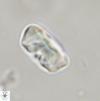 Zygodiscus segmentatus 45674