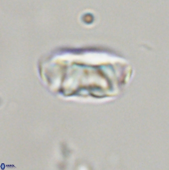 Zygodiscus segmentatus 45676