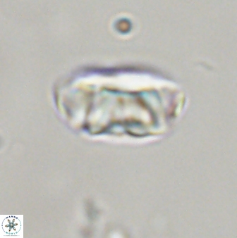 Zygodiscus segmentatus 45676