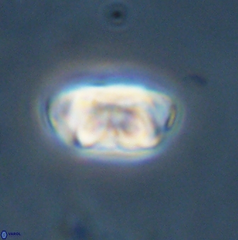 Zygodiscus segmentatus 45677