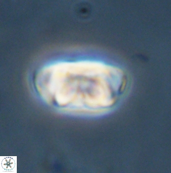 Zygodiscus segmentatus 45677