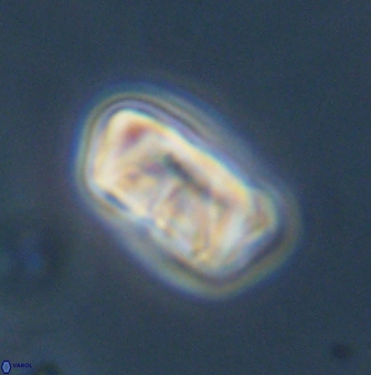 Zygodiscus segmentatus 45679