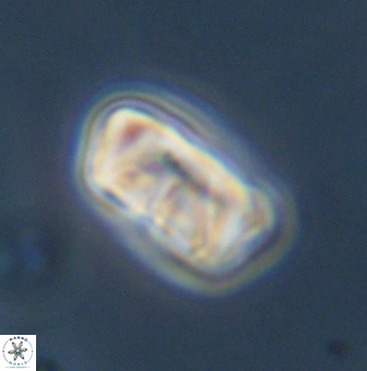 Zygodiscus segmentatus 45679