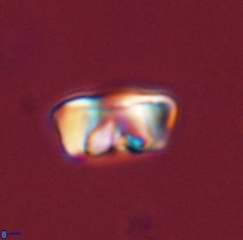 Zygodiscus segmentatus 45670