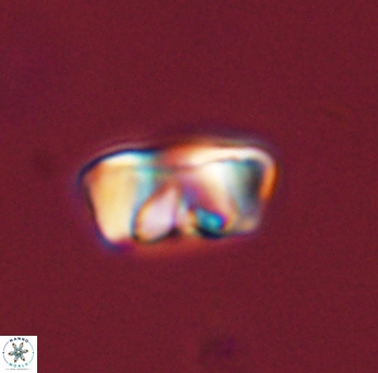 Zygodiscus segmentatus 45670
