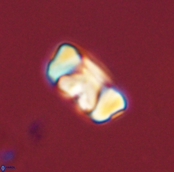 Zygodiscus segmentatus 45672