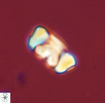Zygodiscus segmentatus 45672