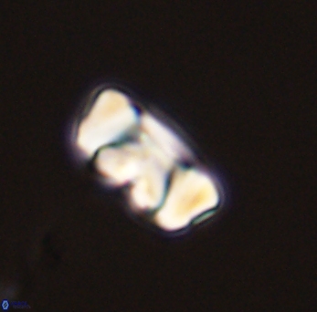 Zygodiscus segmentatus 45673