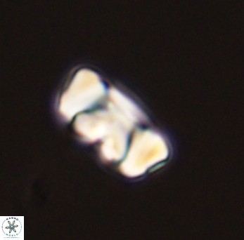 Zygodiscus segmentatus 45673
