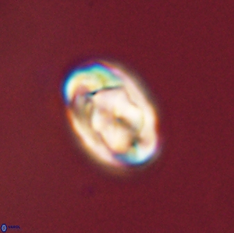 Zygodiscus segmentatus 45687