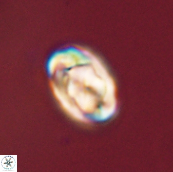 Zygodiscus segmentatus 45687