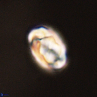 Zygodiscus segmentatus 45688