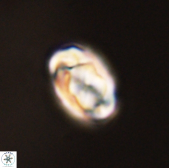 Zygodiscus segmentatus 45688