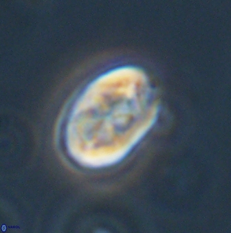 Zygodiscus segmentatus 45680
