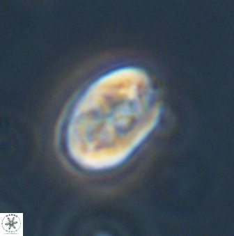 Zygodiscus segmentatus 45680