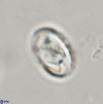 Zygodiscus segmentatus 45682