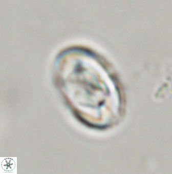 Zygodiscus segmentatus 45682