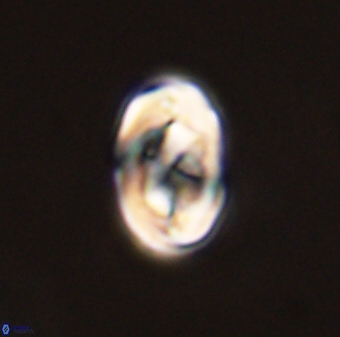 Zygodiscus segmentatus 45694