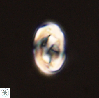 Zygodiscus segmentatus 45694