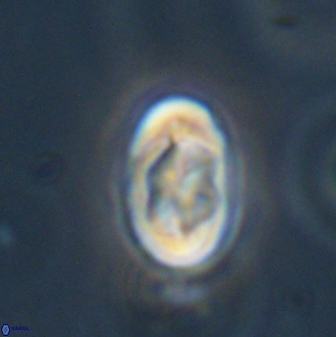 Zygodiscus segmentatus 45698