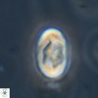 Zygodiscus segmentatus 45698