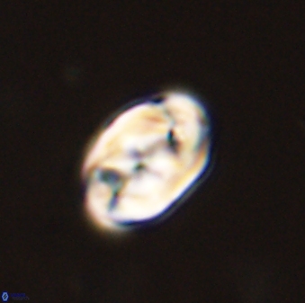 Zygodiscus segmentatus 45691