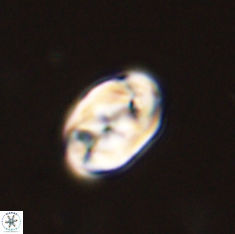 Zygodiscus segmentatus 45691