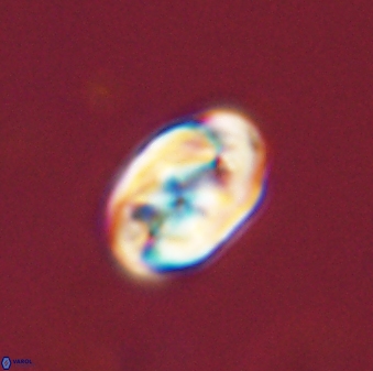 Zygodiscus segmentatus 45692