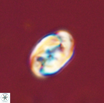 Zygodiscus segmentatus 45692