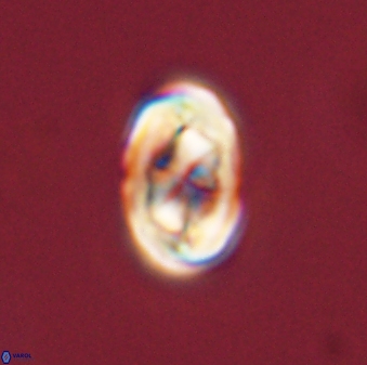 Zygodiscus segmentatus 45693
