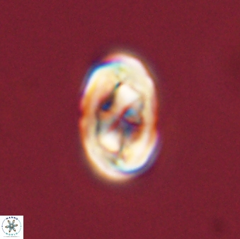 Zygodiscus segmentatus 45693