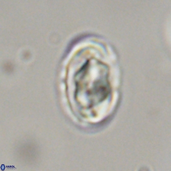 Zygodiscus segmentatus 45701