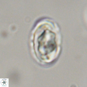 Zygodiscus segmentatus 45701