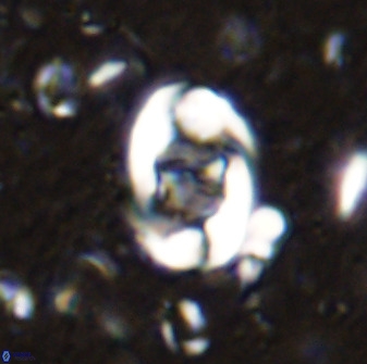 Zygodiscus segmentatus 48884