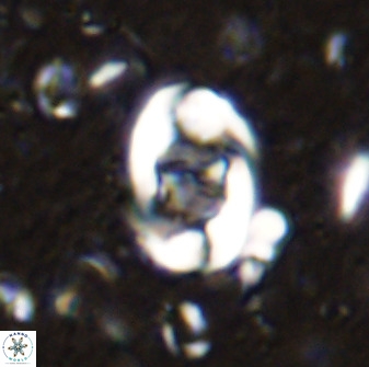Zygodiscus segmentatus 48884