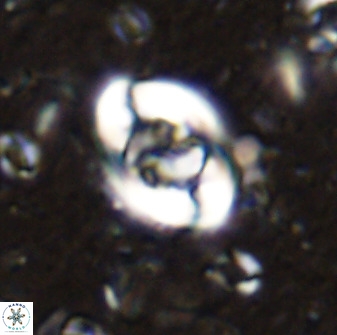 Zygodiscus segmentatus 48887