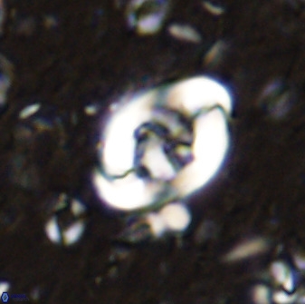 Zygodiscus segmentatus 48888