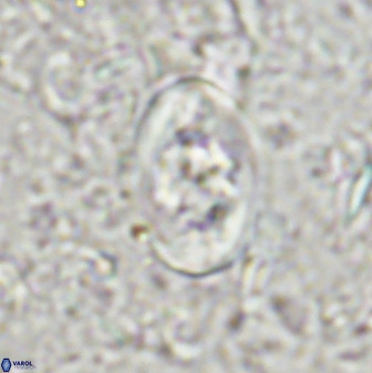 Zygodiscus segmentatus 48890