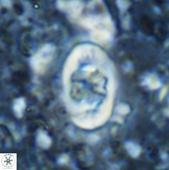Zygodiscus segmentatus 48891