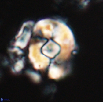 Zygodiscus selahattinkanlii 23089