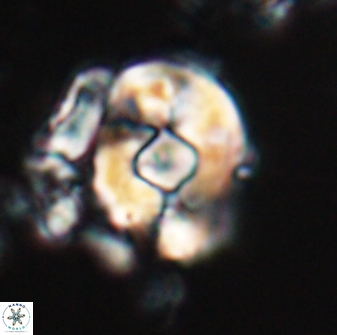 Zygodiscus selahattinkanlii 23089