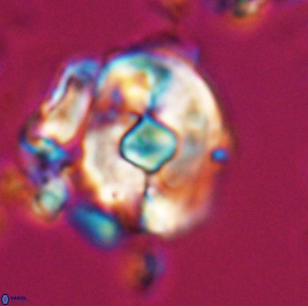 Zygodiscus selahattinkanlii 23090