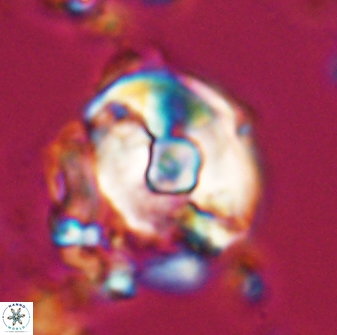 Zygodiscus selahattinkanlii 23091