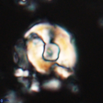 Zygodiscus selahattinkanlii 23092