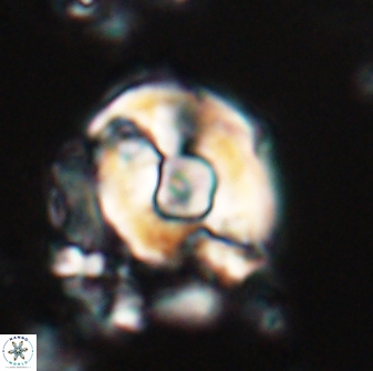 Zygodiscus selahattinkanlii 23092
