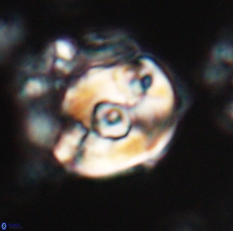 Zygodiscus selahattinkanlii 23093
